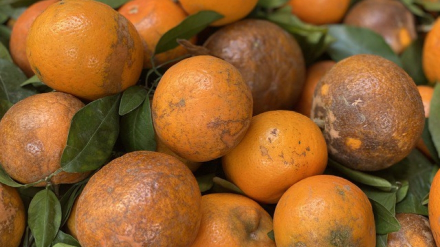 Quýt sim ngọt lịm giá chỉ từ 15.000 đồng/kg đổ bộ chợ Việt